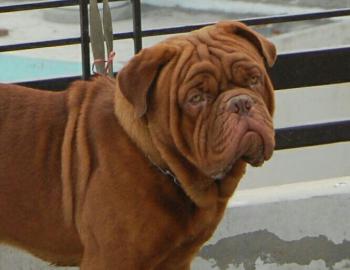 French_Mastiff